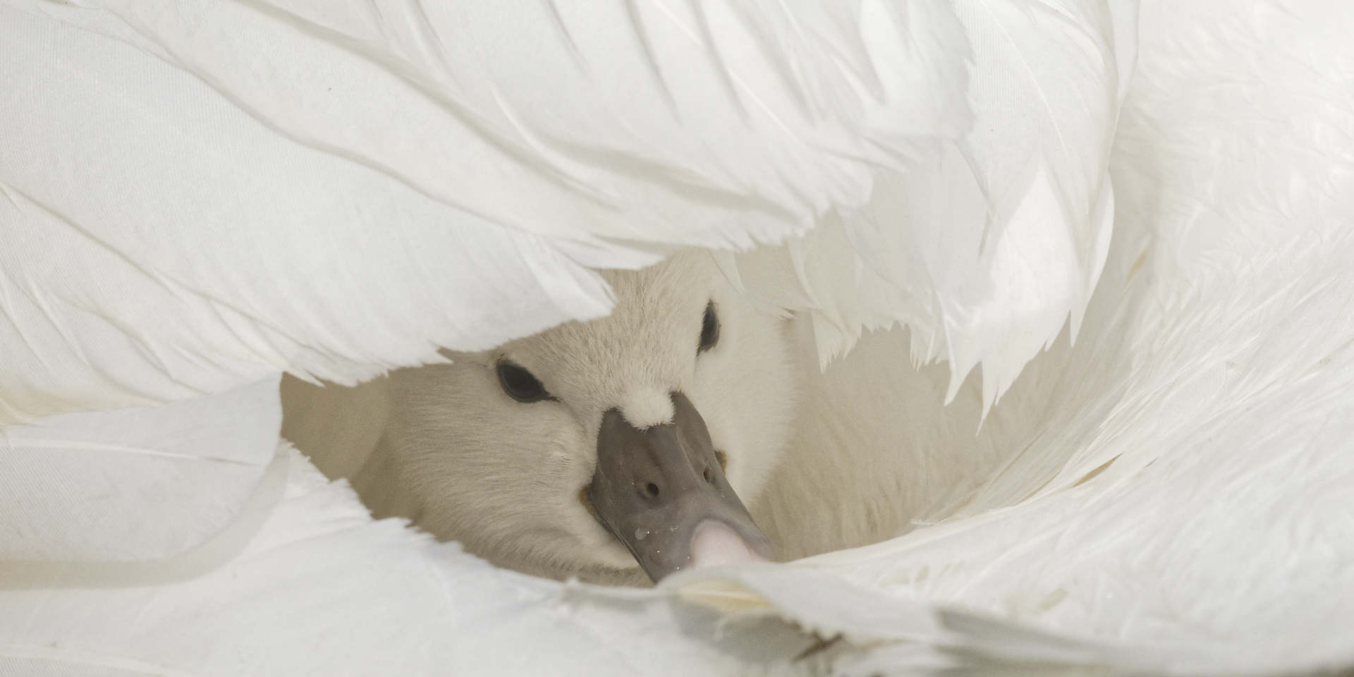 Lire la suite à propos de l’article Cygnon dans les plumes de sa mère