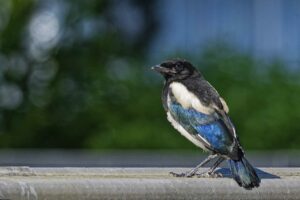 Lire la suite à propos de l’article Pie juvénile