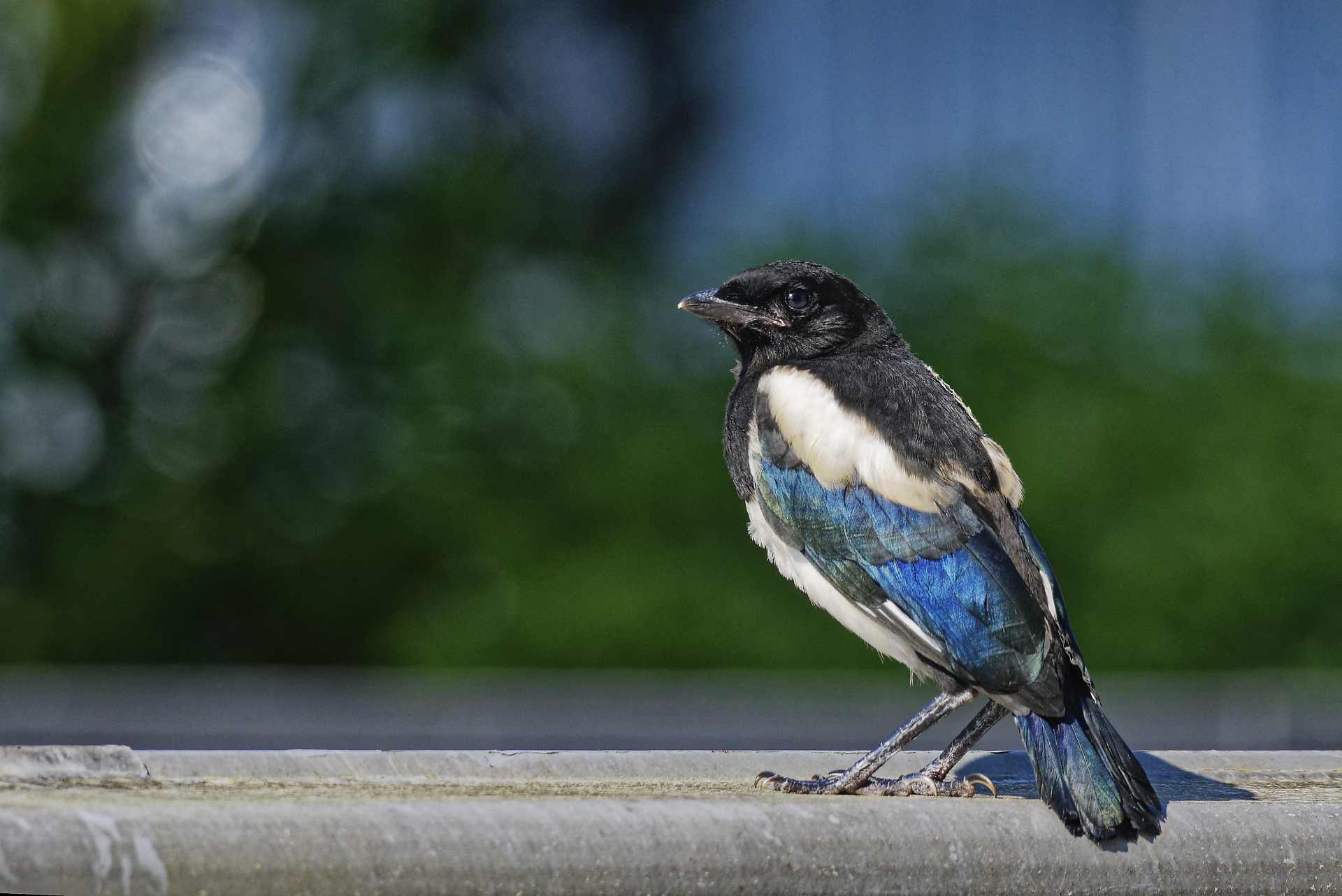 Lire la suite à propos de l’article Pie juvénile