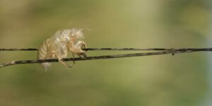 Lire la suite à propos de l’article Exuvie de cigale