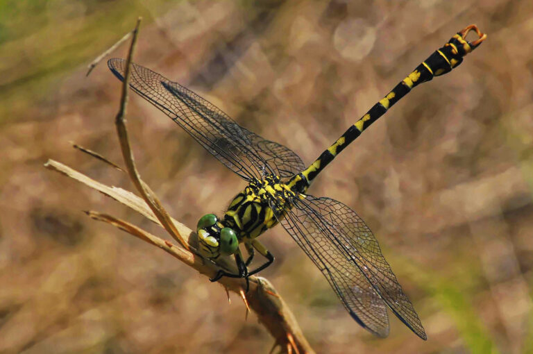 Libellules et demoiselles