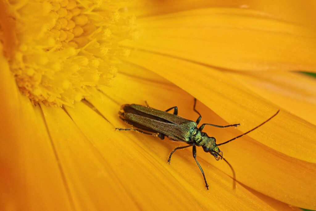 Autres insectes