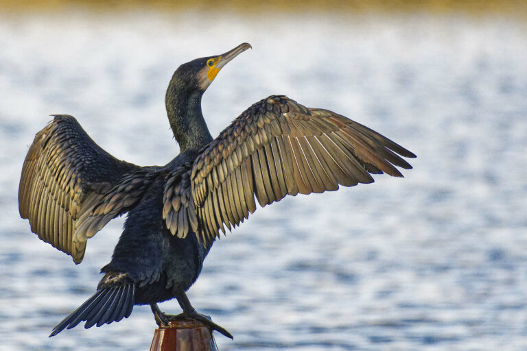Cormorans