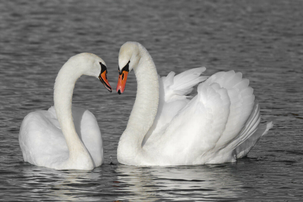 Cygnes
