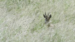 Lire la suite à propos de l’article Apparition dans des herbes hautes, un chevreuil !
