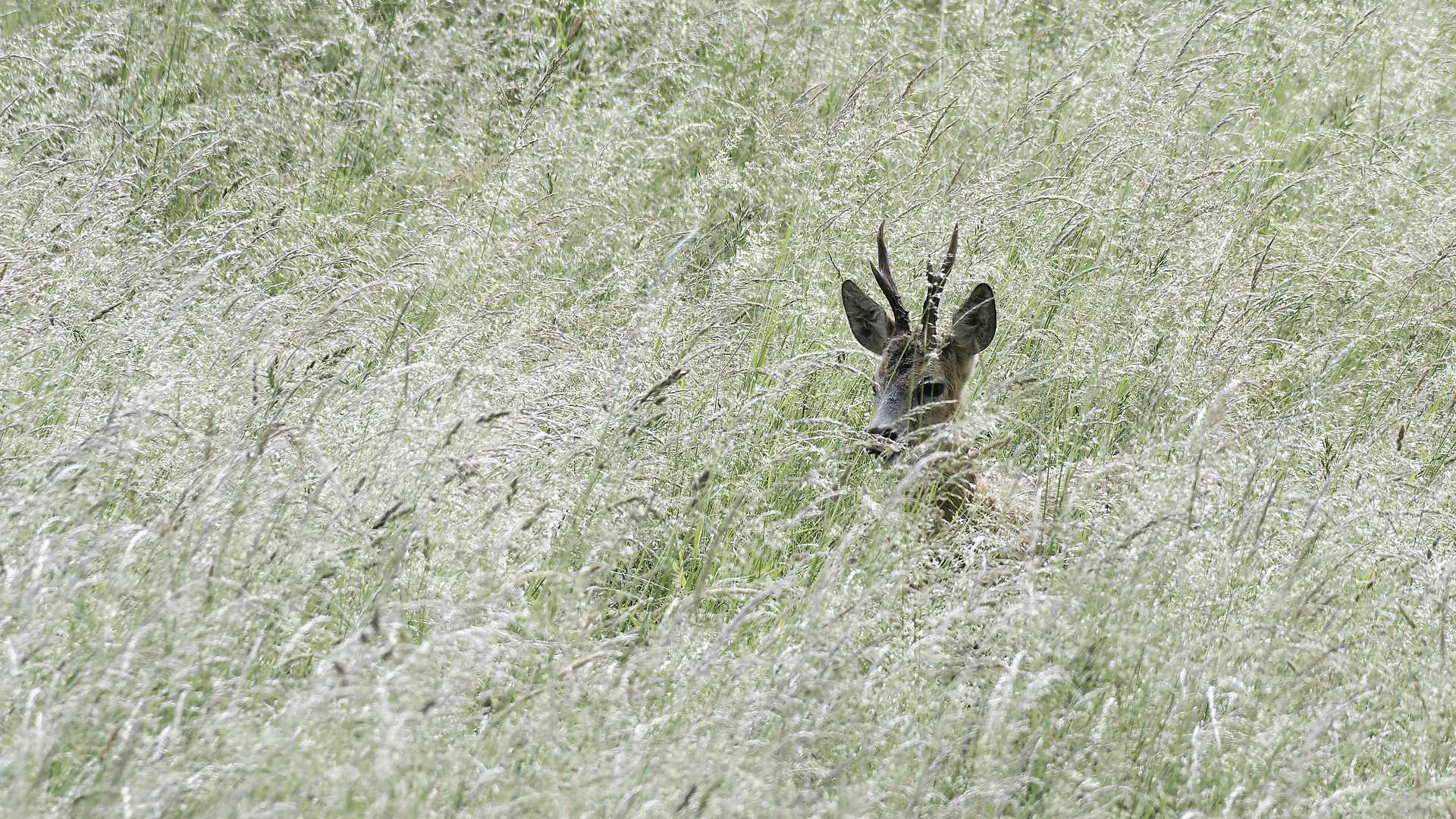 Lire la suite à propos de l’article Apparition dans des herbes hautes, un chevreuil !