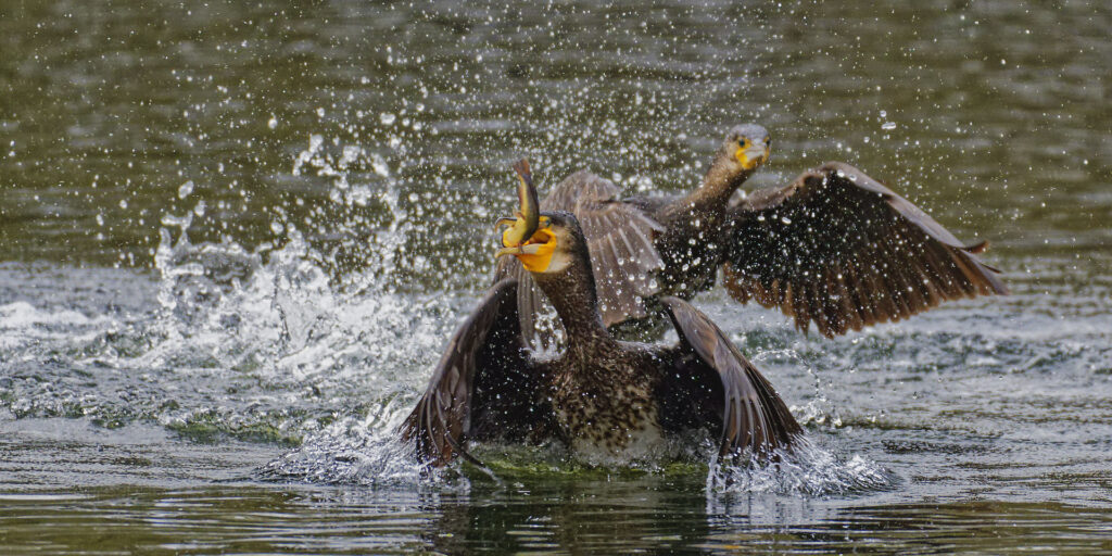 Cormorans, course poursuite