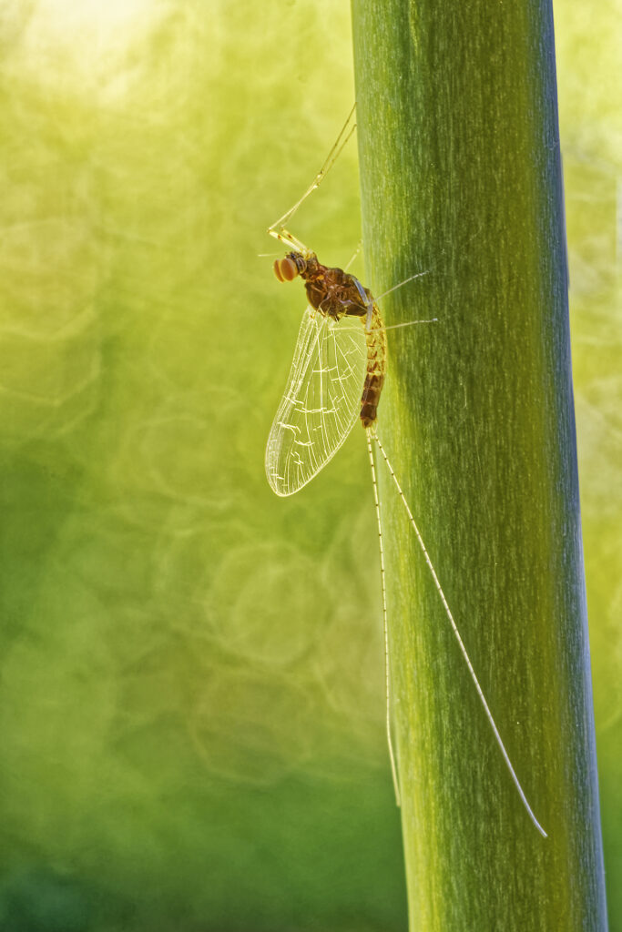 Éphémère, d'amour et d’eau fraîche