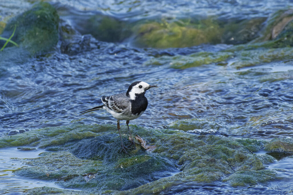 Bergeronnette grise, bain de pattes