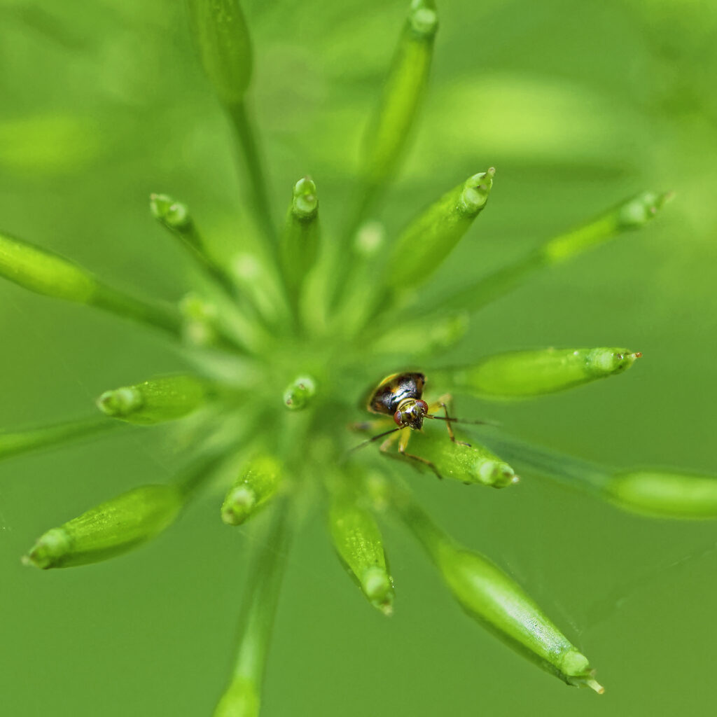 Punaise, entre profondeur et émergence d’une fleur.