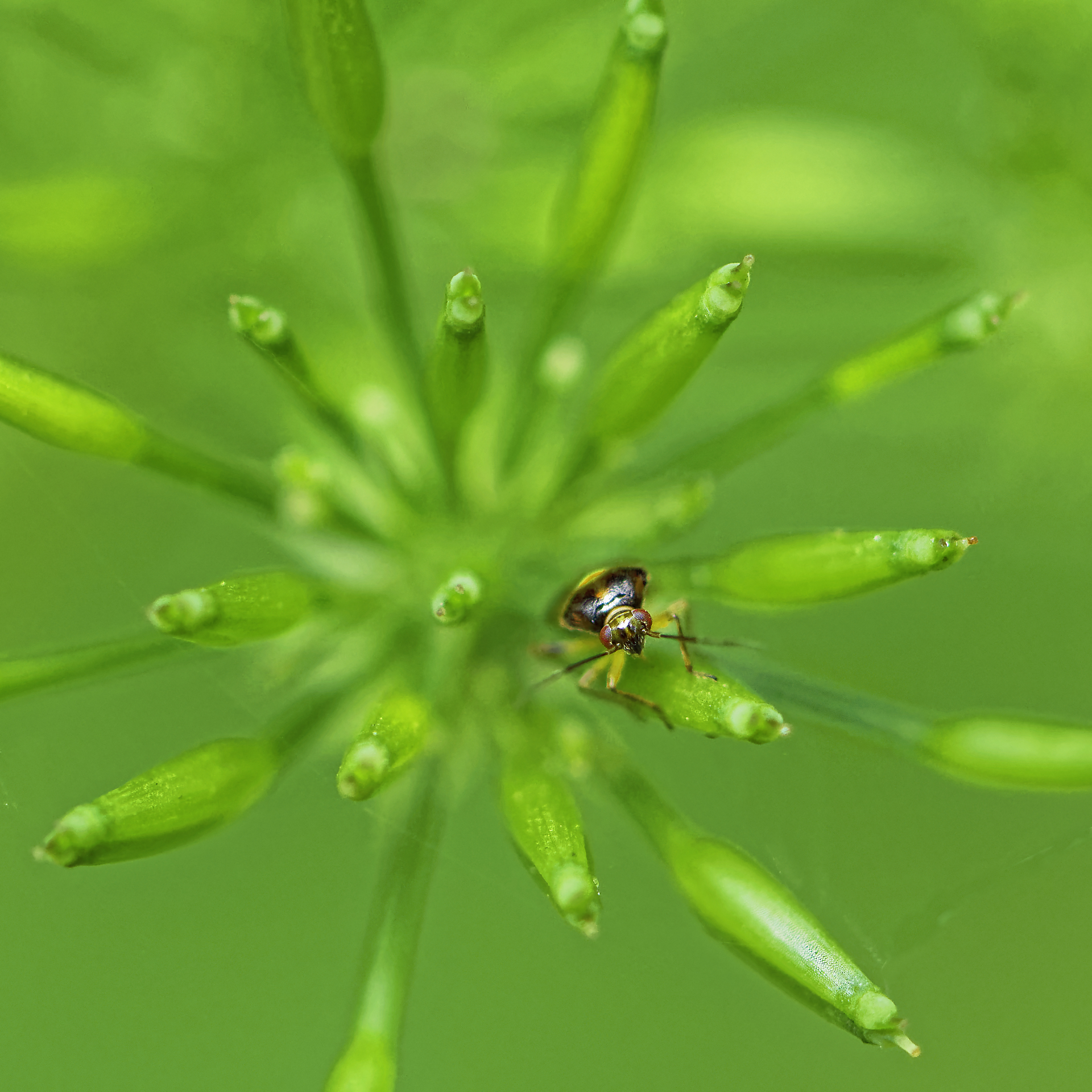 Punaise, entre profondeur et émergence d’une fleur.