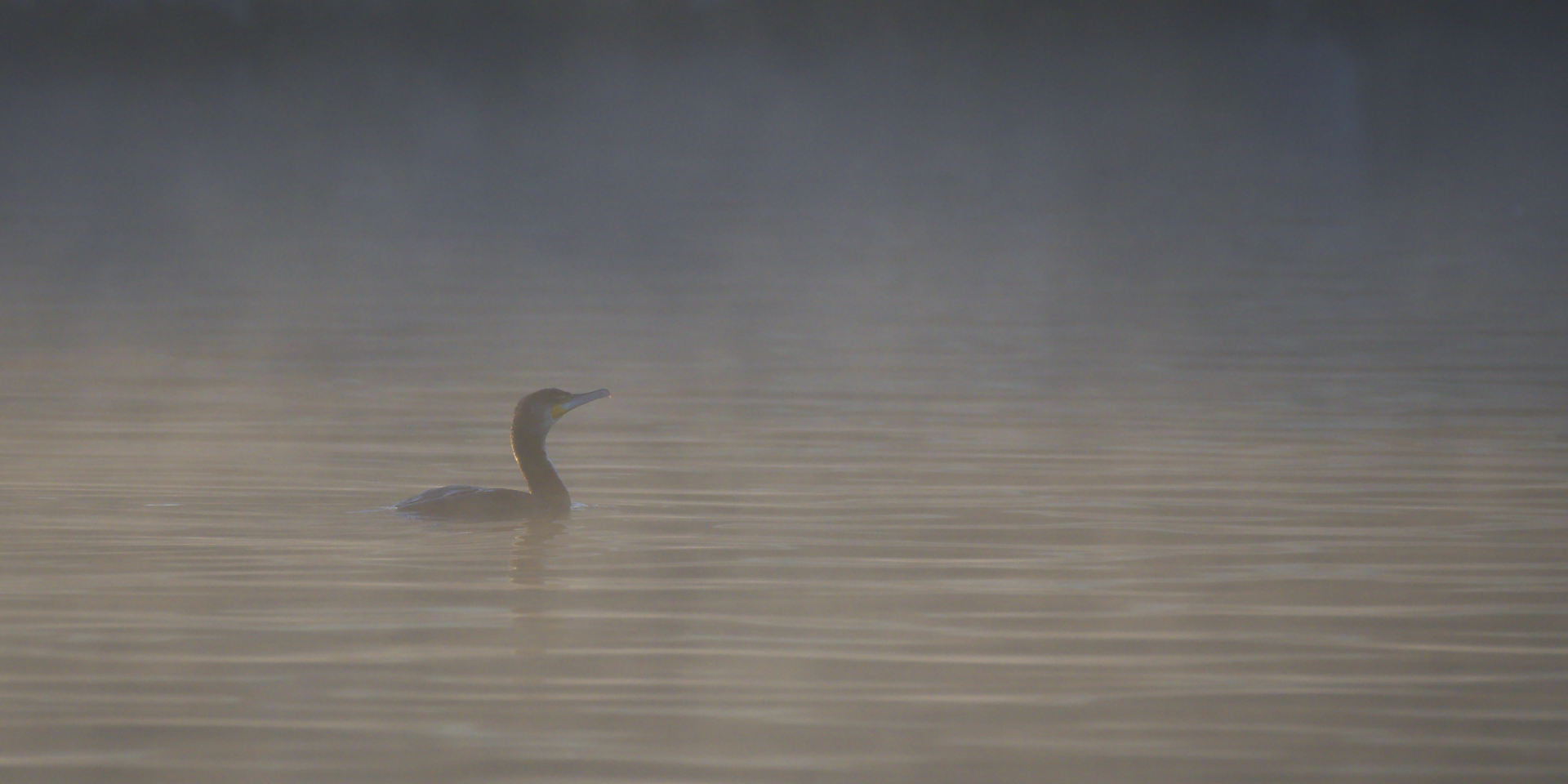 Cormoran dans la brume du matin