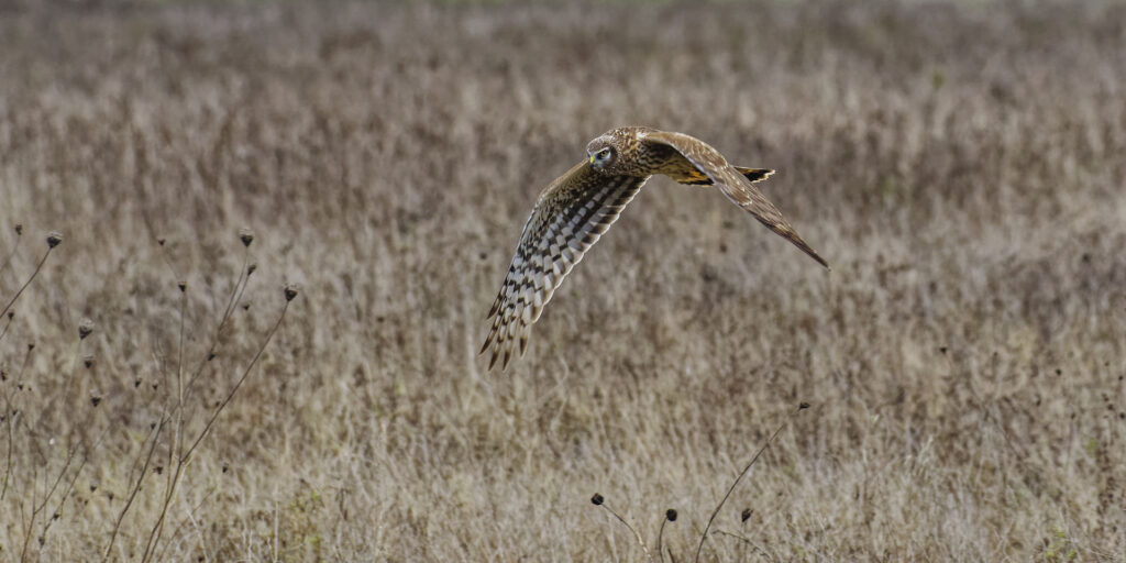 Busard saint martin femelle, chasse en rase motte.