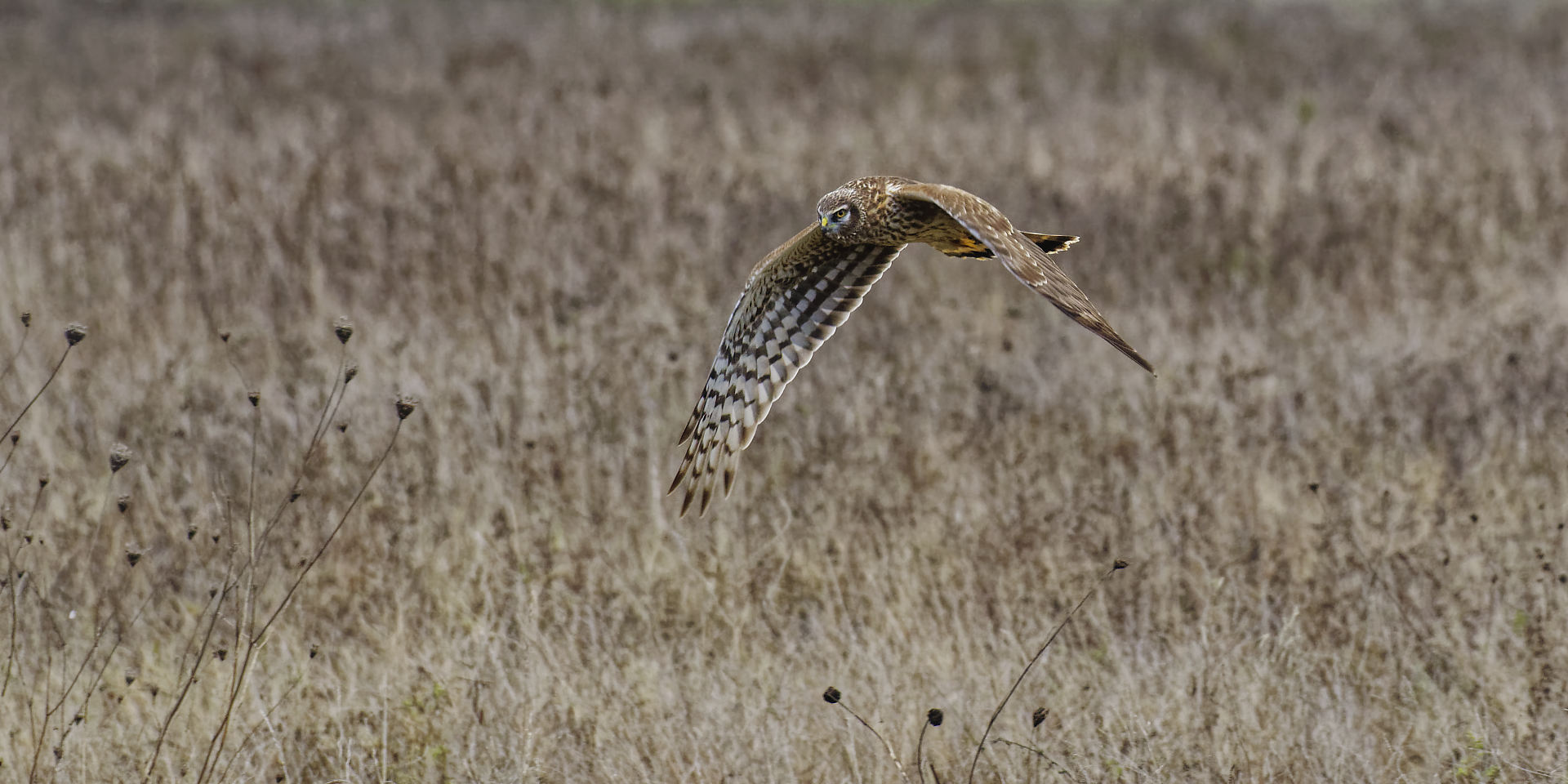 Busard saint martin femelle, chasse en rase motte.