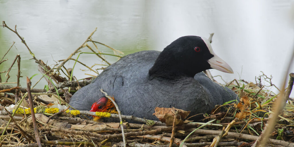Foulque macroule, en rouge et noir