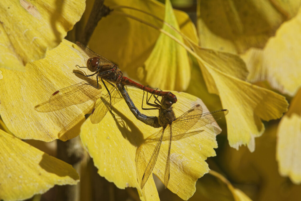 Couple de sympetrum en pleins ébats