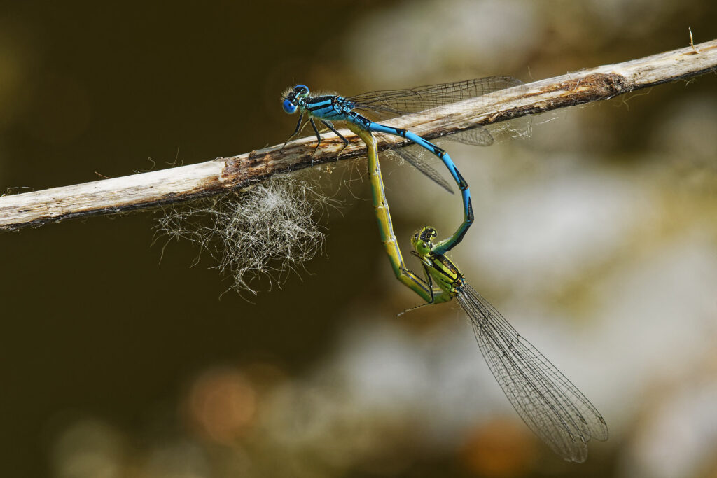 Demoiselles en cœur