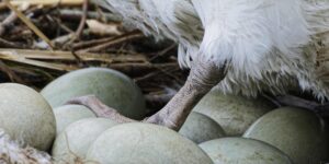 Oeufs de cygne - L'empreinte de toute chose