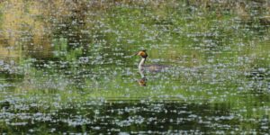 Grèbe huppé, l’élégant pêcheur des étangs