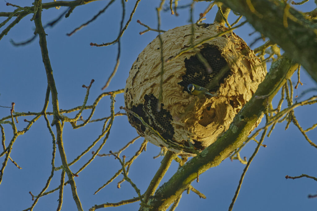 Mésange charbonnière et nid de frelon asiatique – Garde manger