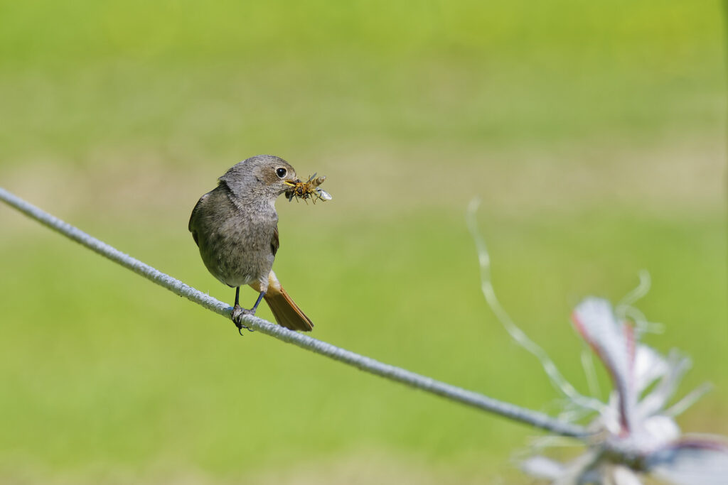 Rouge queue – Retour de chasse