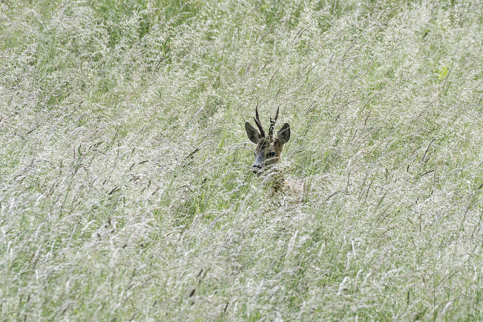You are currently viewing Apparition dans des herbes hautes, un chevreuil !