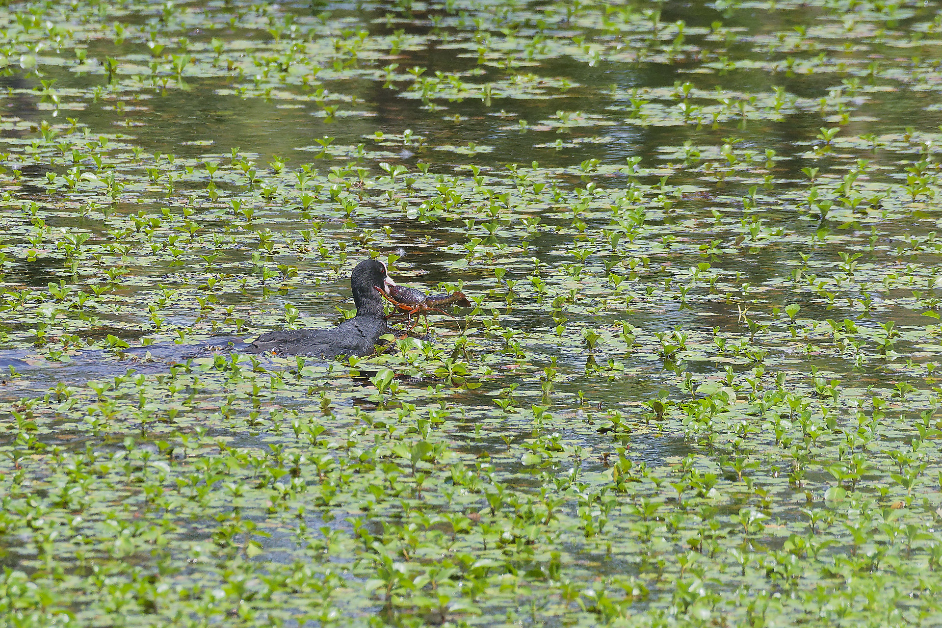 You are currently viewing Foulque macroule et pêche aux écrevisses