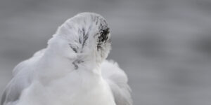 Mouette à sa toilette