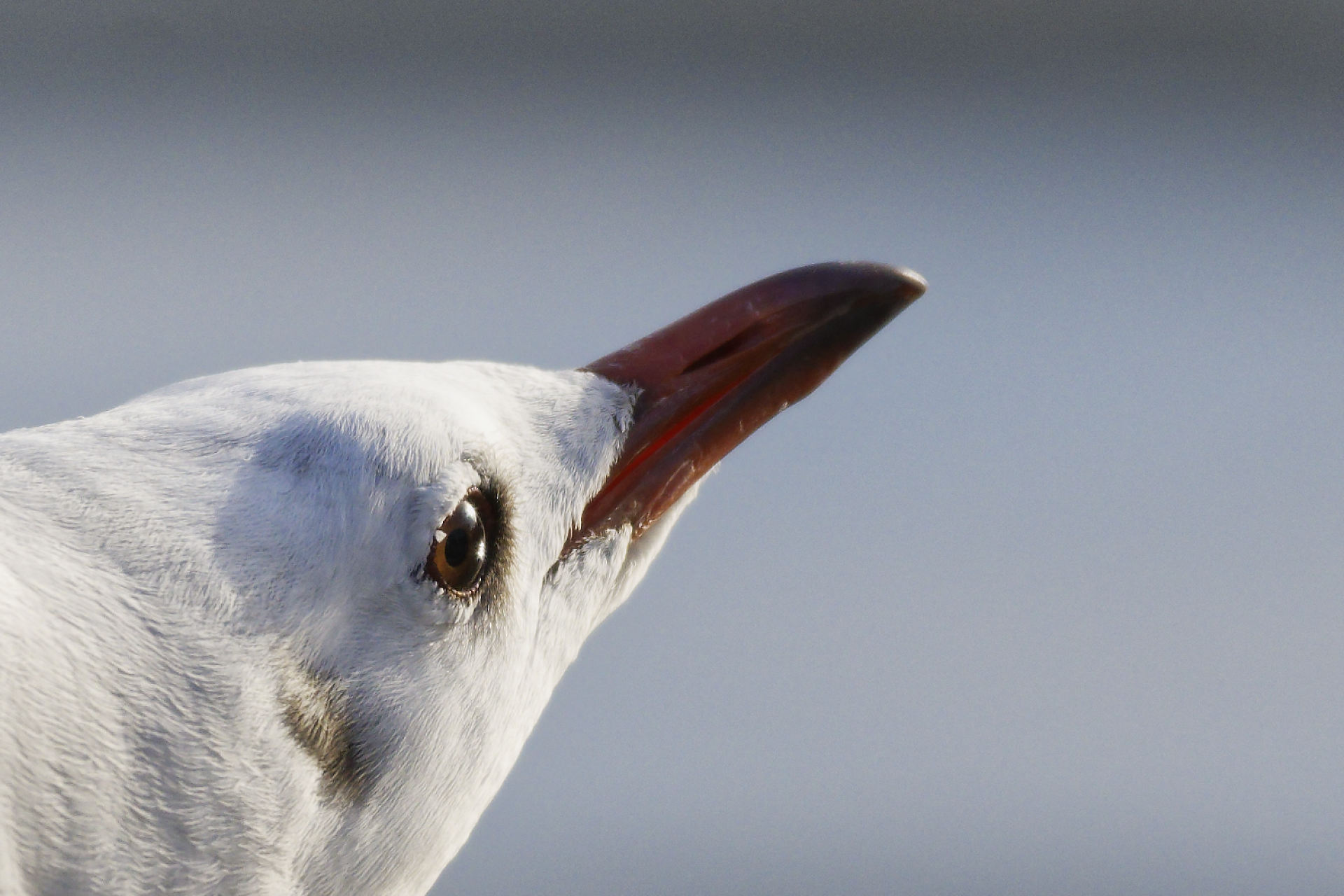 Les oiseaux selon Hitchcock