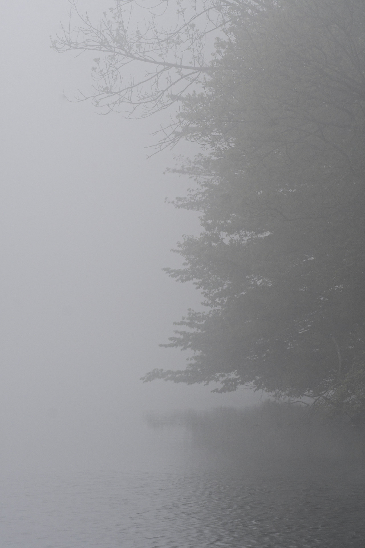 Paysage, arbre dans la brume