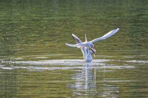 Mouette rieuse ou voleuse ?