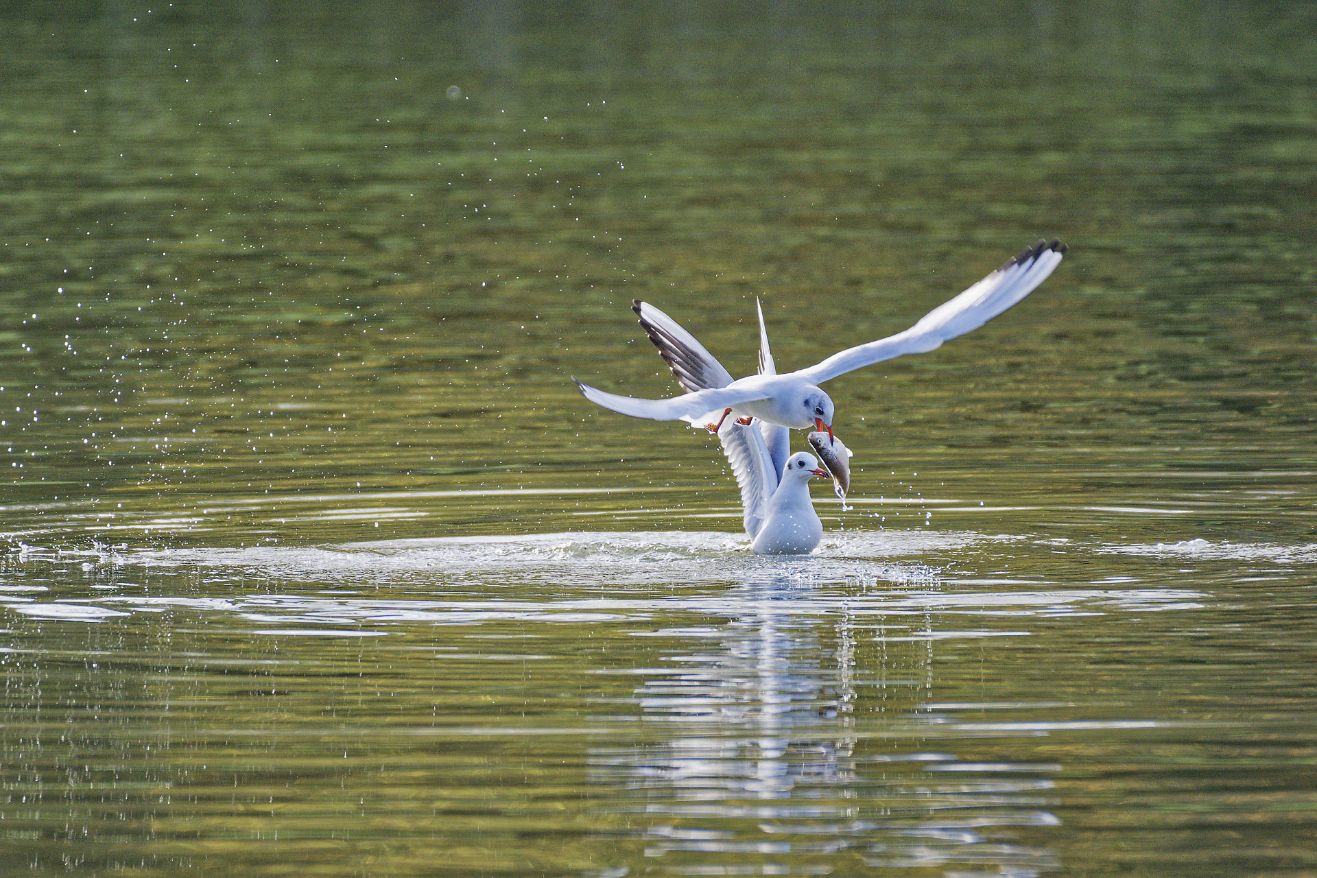 Mouette rieuse ou voleuse ?