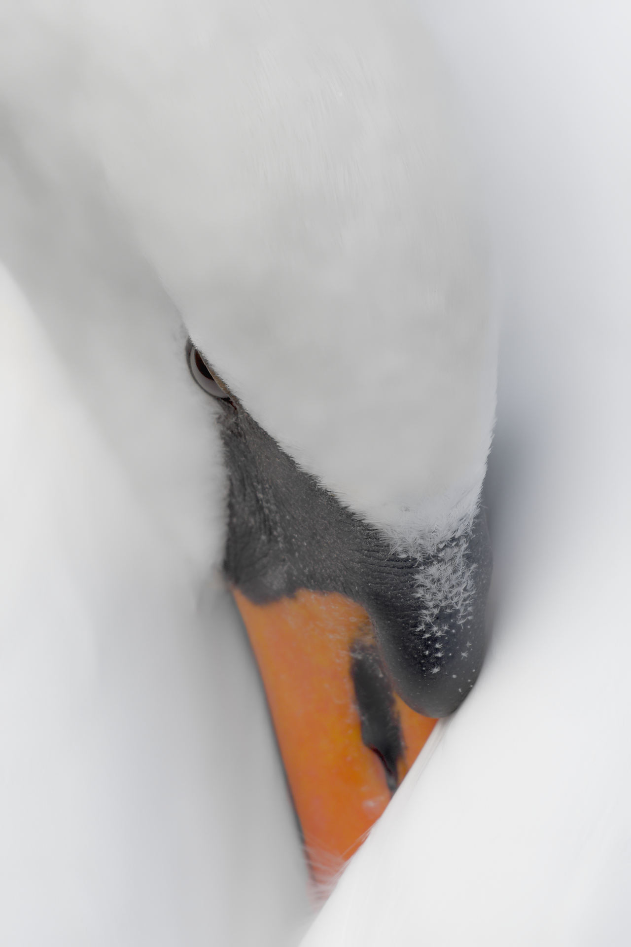 Repos du cygne 1