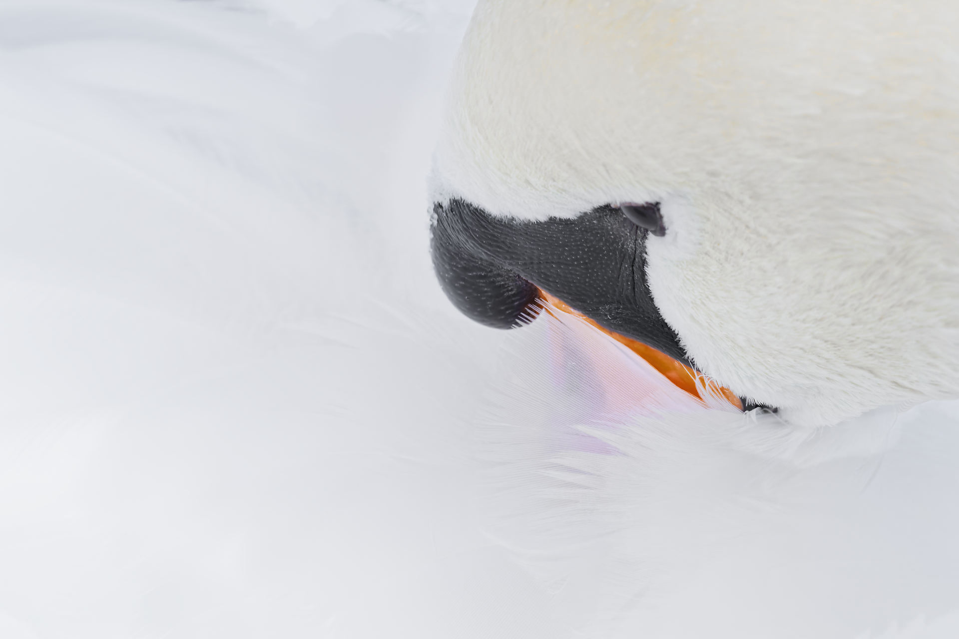 Éventail de plumes