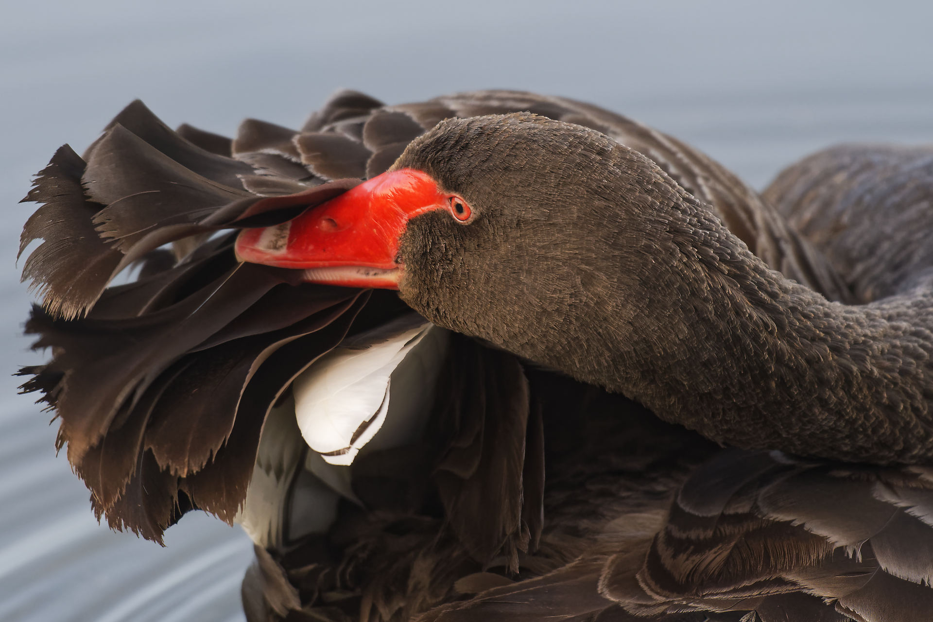 Cygne noir à sa toilette