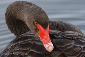 Cygne noir