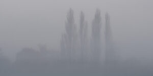 Paysage, arbres dans la brume
