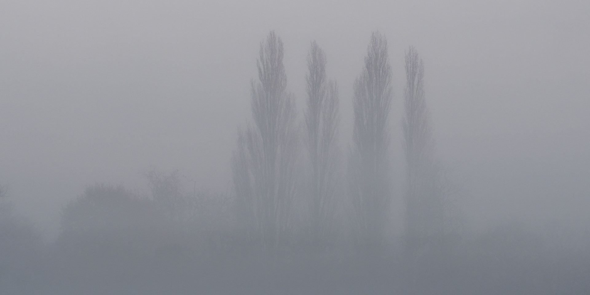 Paysage, arbres dans la brume