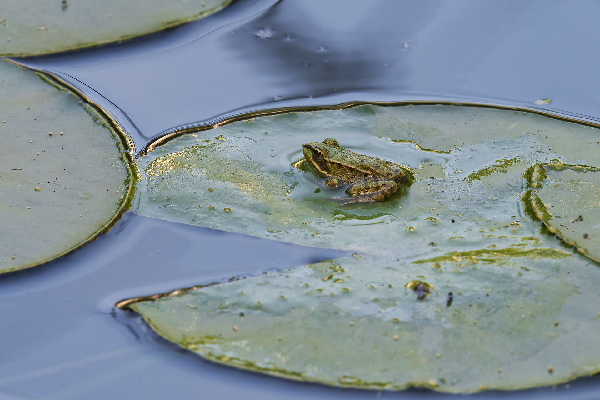 Grenouille verte, soleil couchant