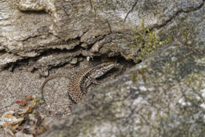 Lézard, tel est vu qui croyait voir
