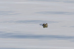 Grenouille à 4 yeux ?