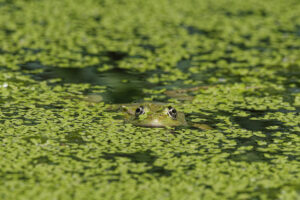Grenouille verte, camouflage