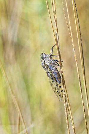Cigale, portrait de profil